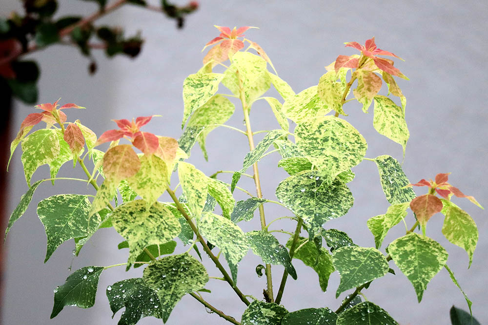 ネンキンハゼ‘メトロキャンドル’　