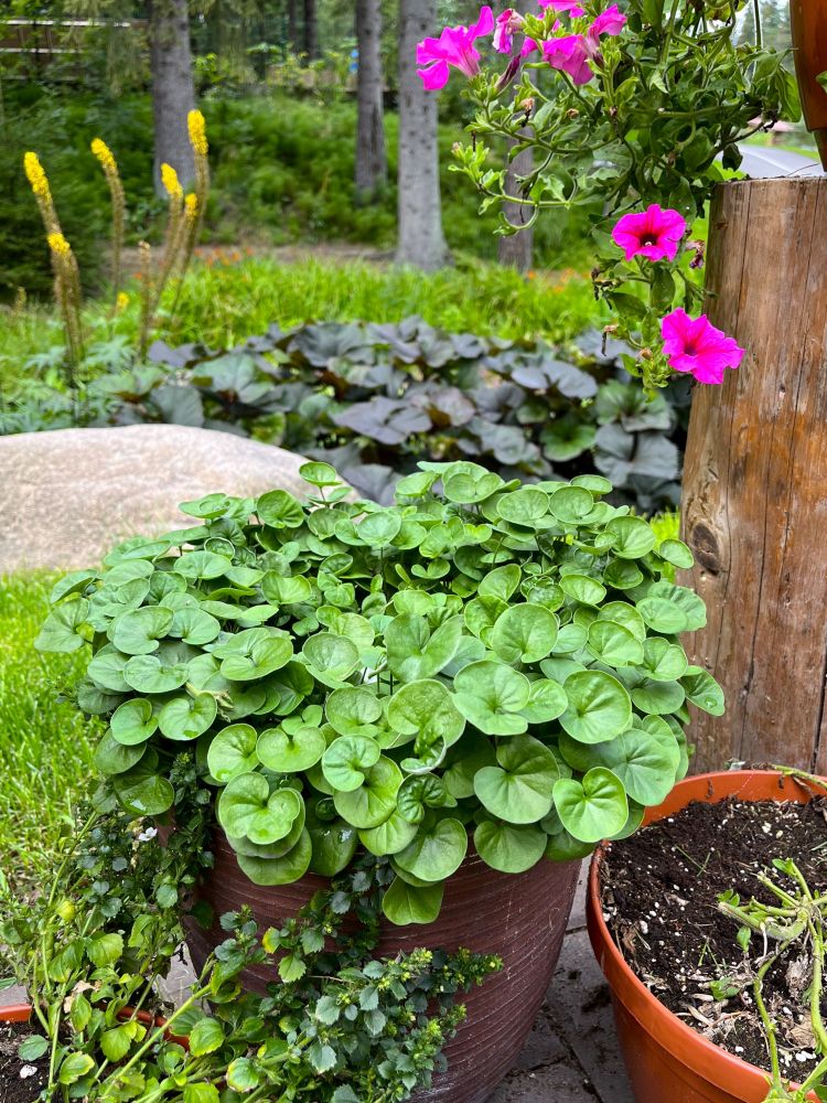 ディコンドラ　エメラルドフォール