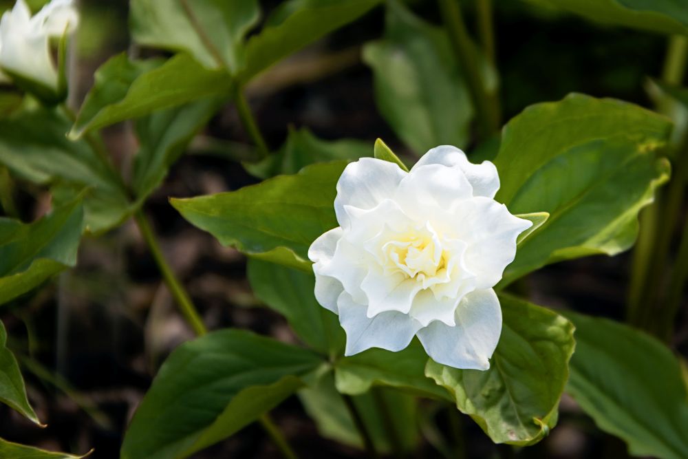 ‘フローレプレノ’