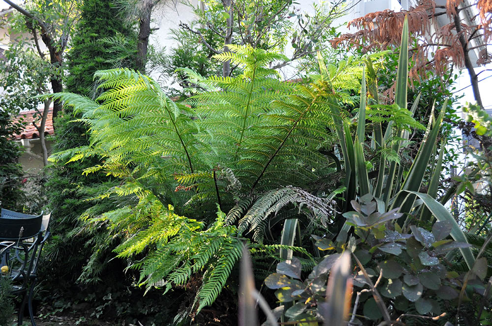 ディクソニア・アンタルクティカ