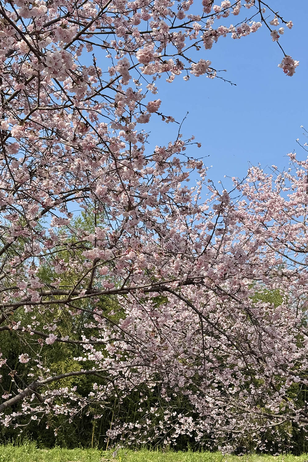 桜