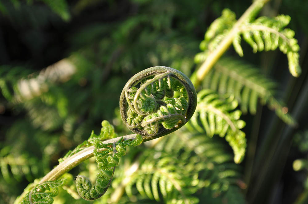 ディクソニア・アンタルクティカ