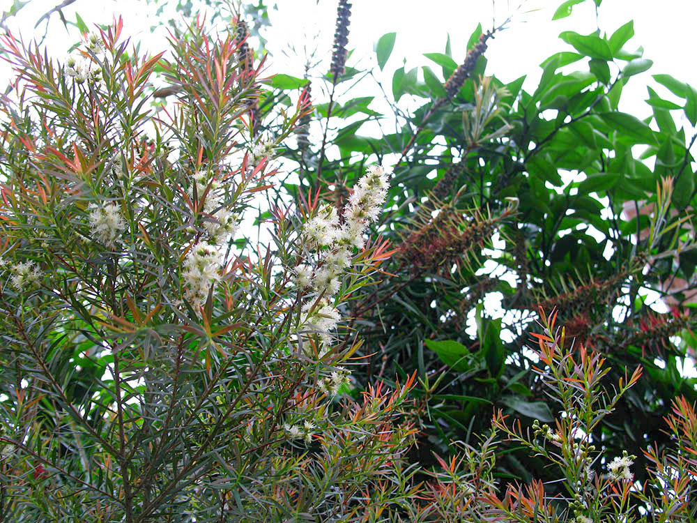 メラレウカ‘レッド・ジェム’