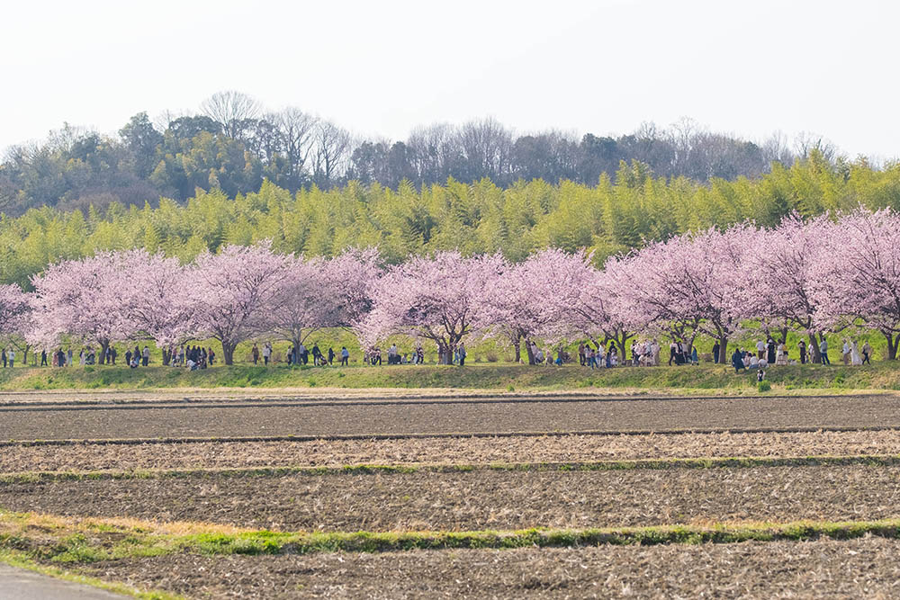 埼玉『北浅羽桜堤公園』