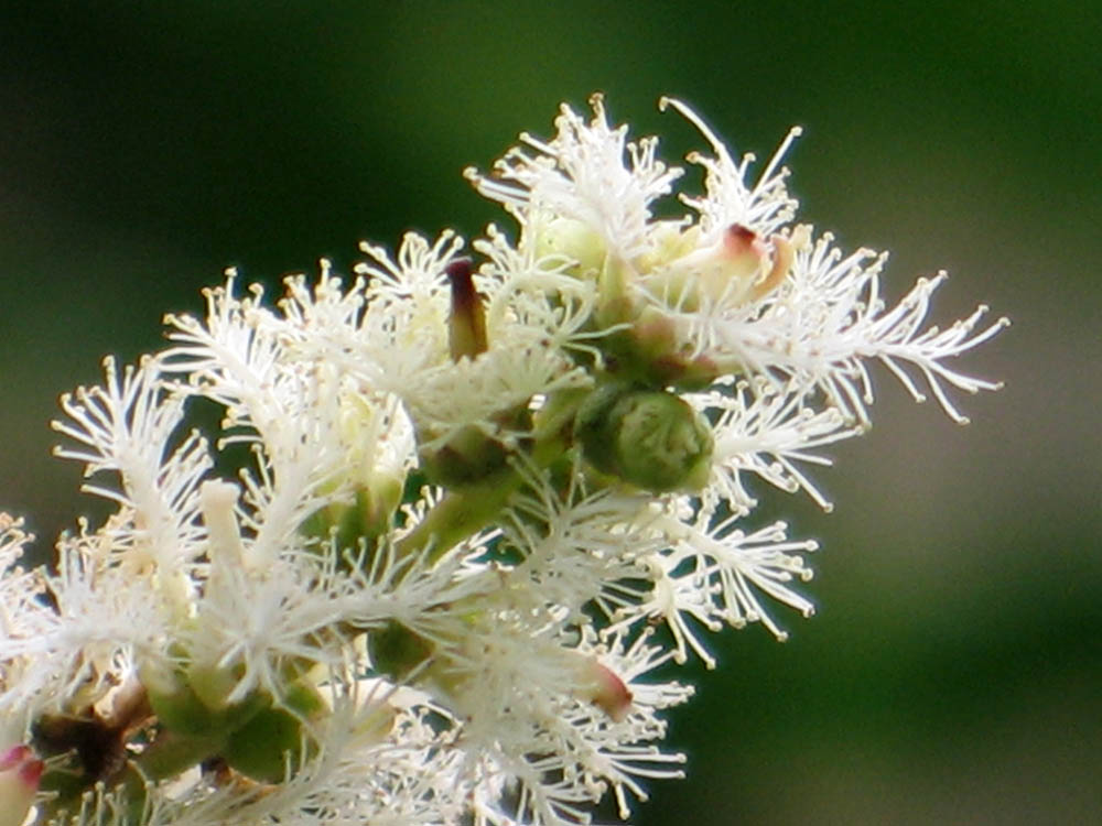 メラレウカ‘レッド・ジェム’
