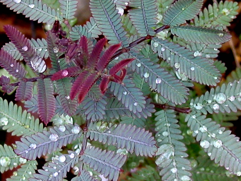 ギンヨウアカシア‘プルプレア’