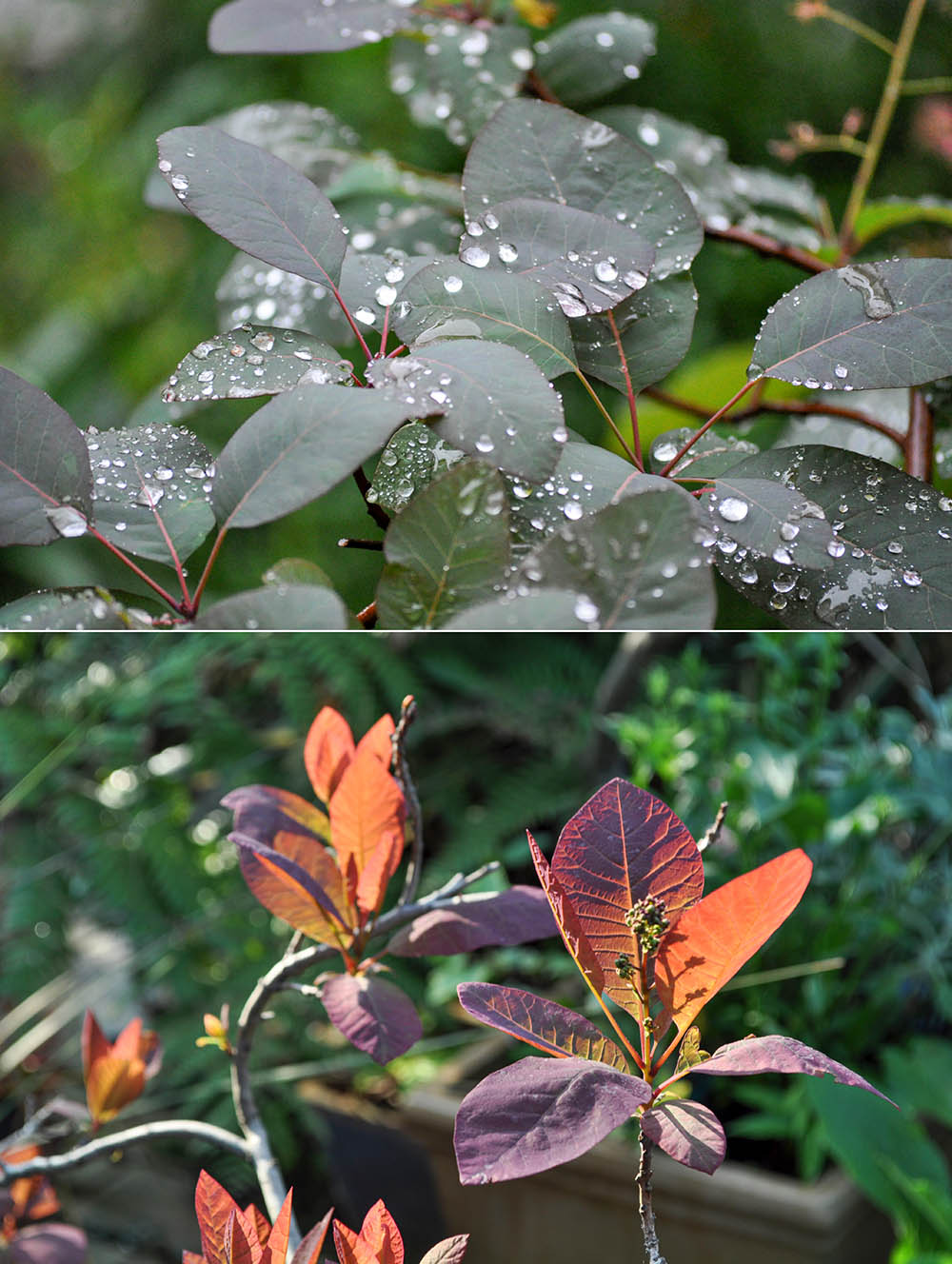 スモークツリー