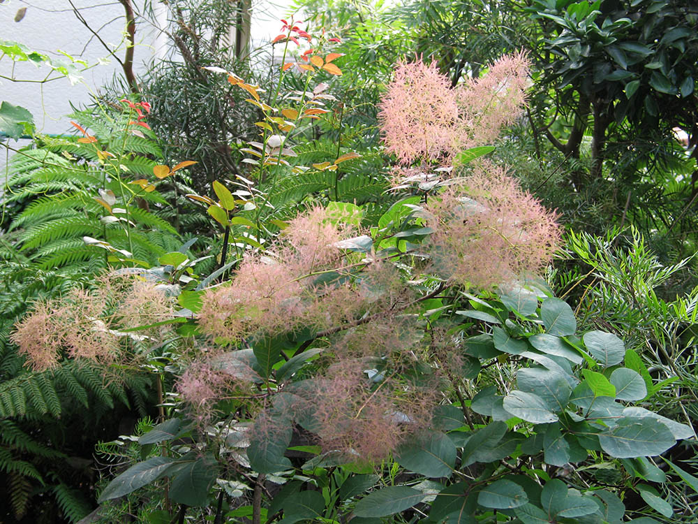 スモークツリー