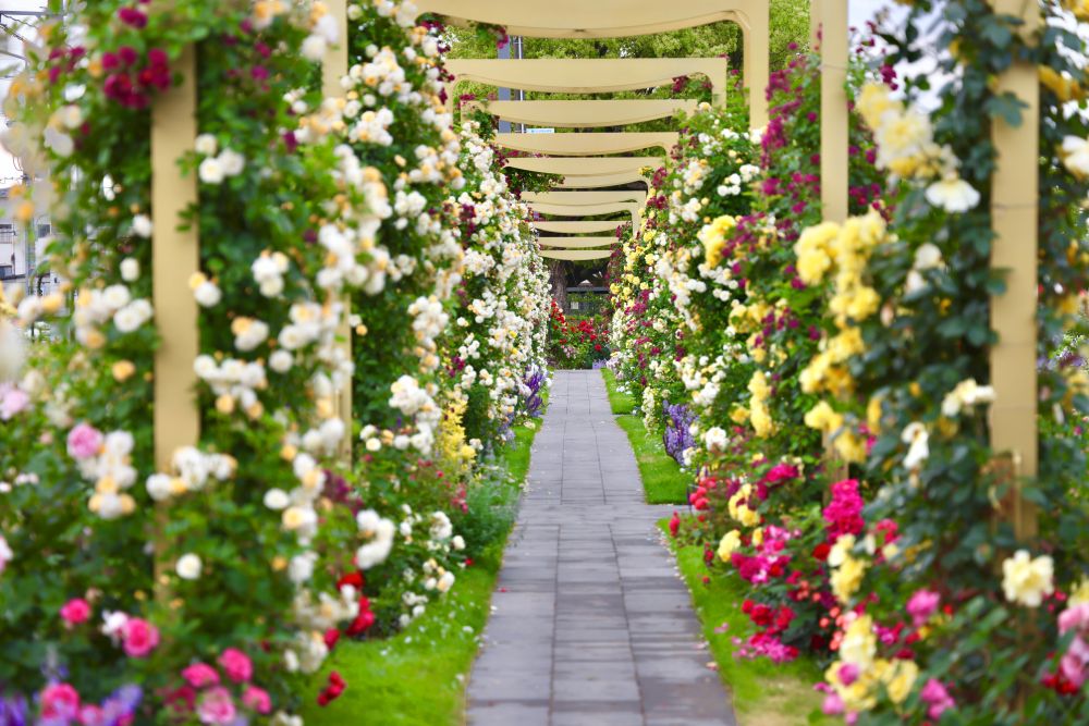 ばらのまち福山