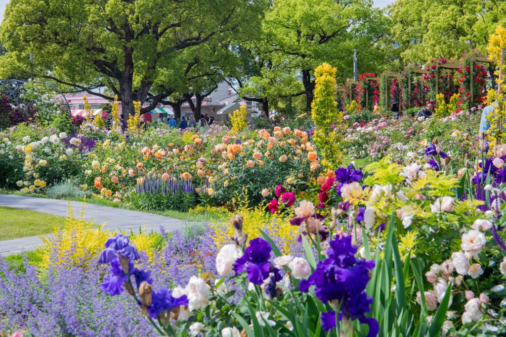 ばらのまち福山