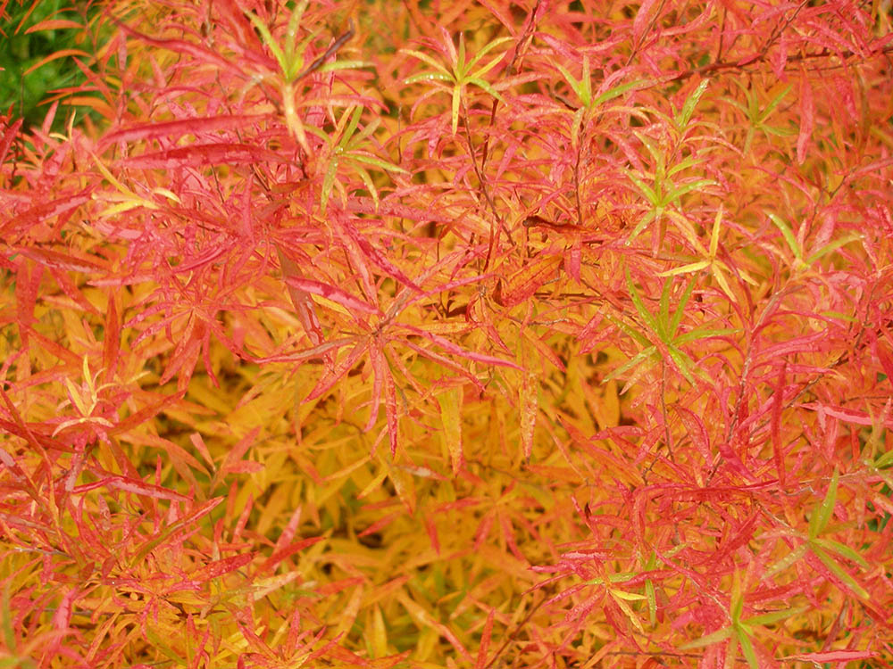 ユキヤナギの紅葉