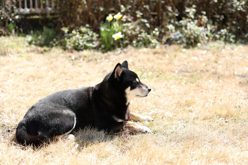 春の犬