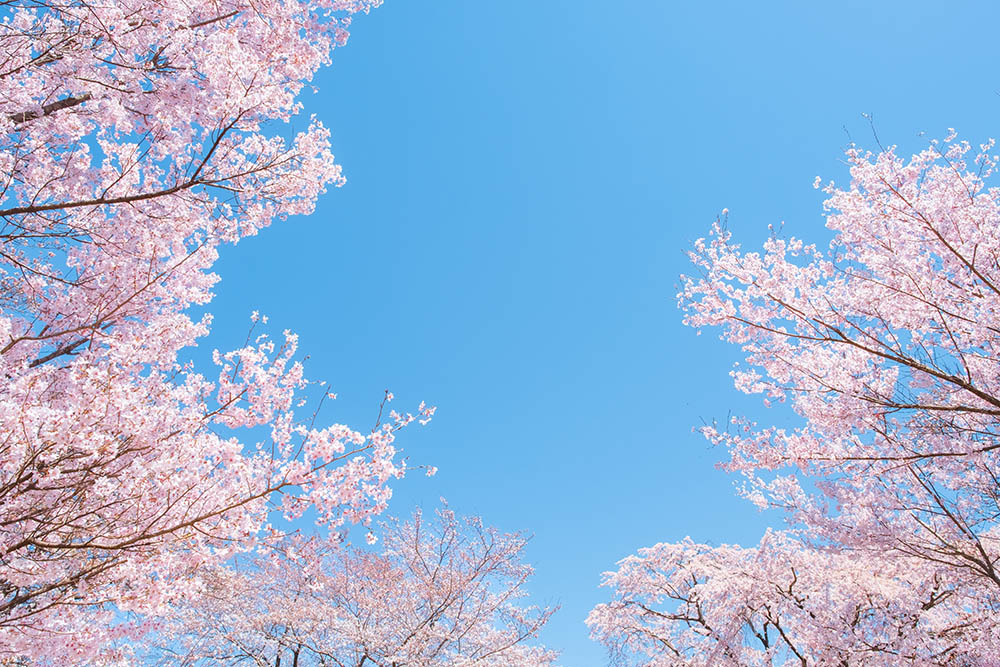 桜