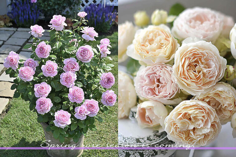 春に迎えたい香りのバラ8選|初心者でも失敗しない「新苗」の育て方と土づくり