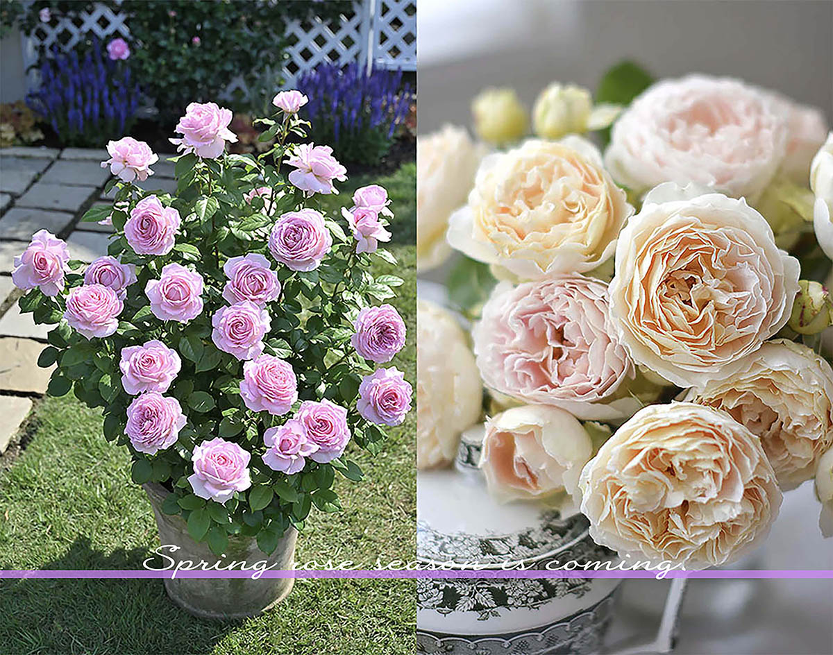 春に迎えたい香りのバラ8選|初心者でも失敗しない「新苗」の育て方と土づくり