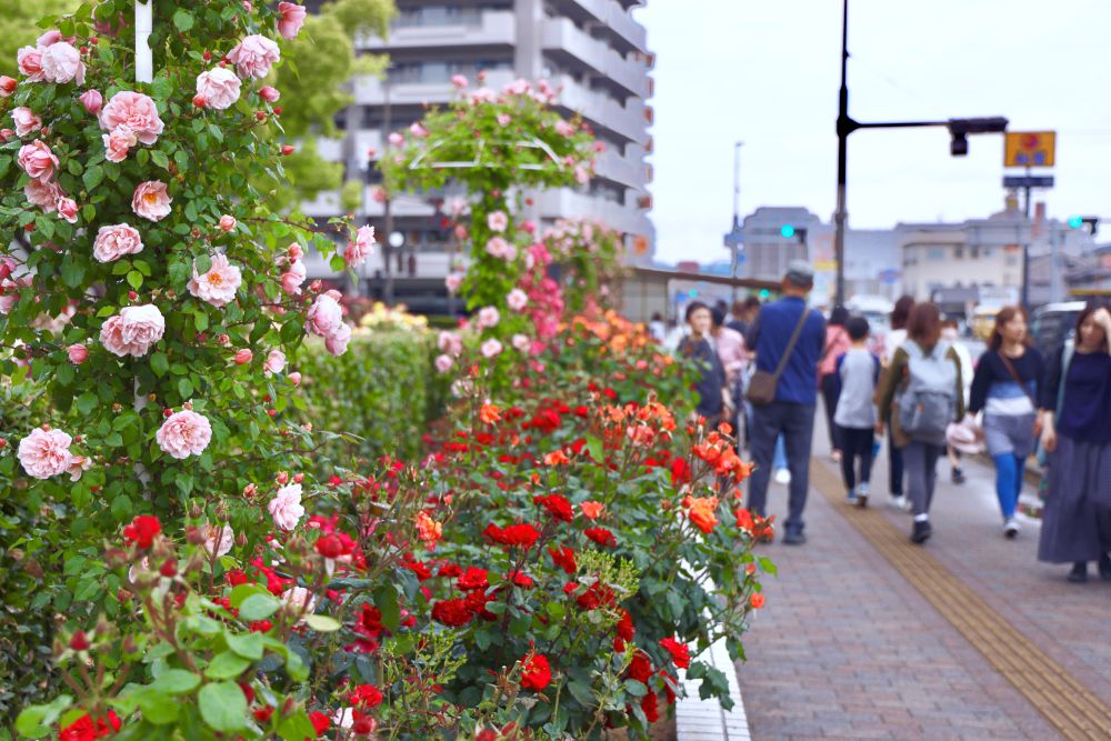 ばらのまち福山
