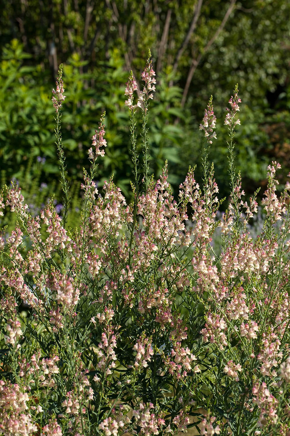 リナリア‘アプリコットチャーム’