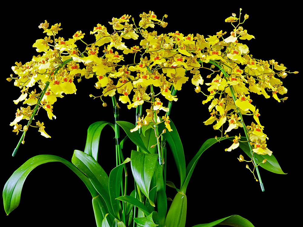 オンシジウム・アロハイワナガ　Oncidium Aloha Iwanaga