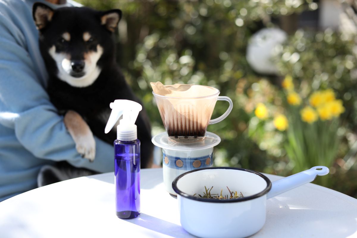 手作りローズマリーウォーター