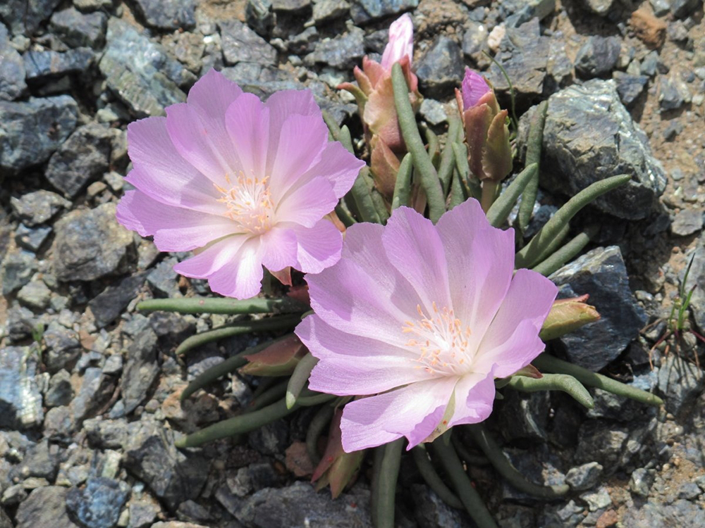 Lewisia rediviva