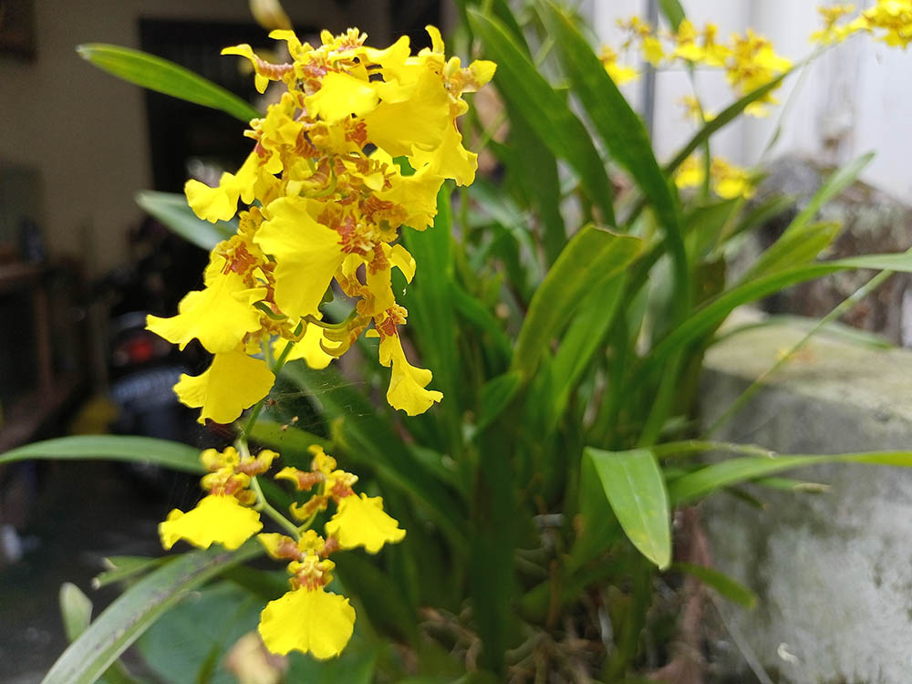 オンシジウム・フレクスオサム　Oncidium flexuosum ( ＝Gomesa flexuosa )