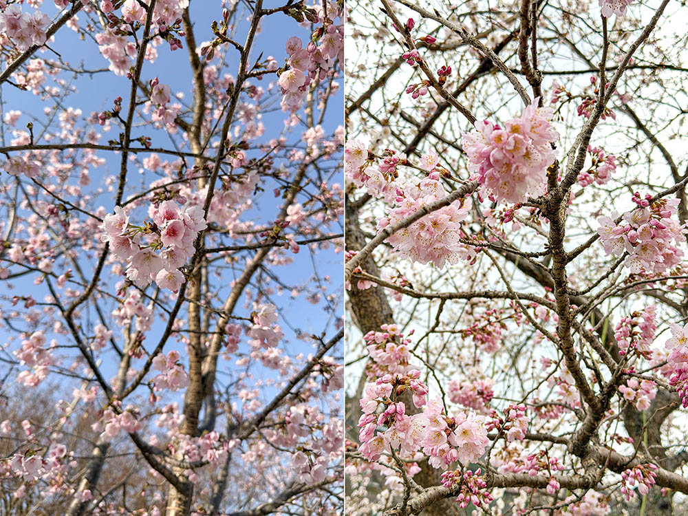 大寒桜と春めき桜