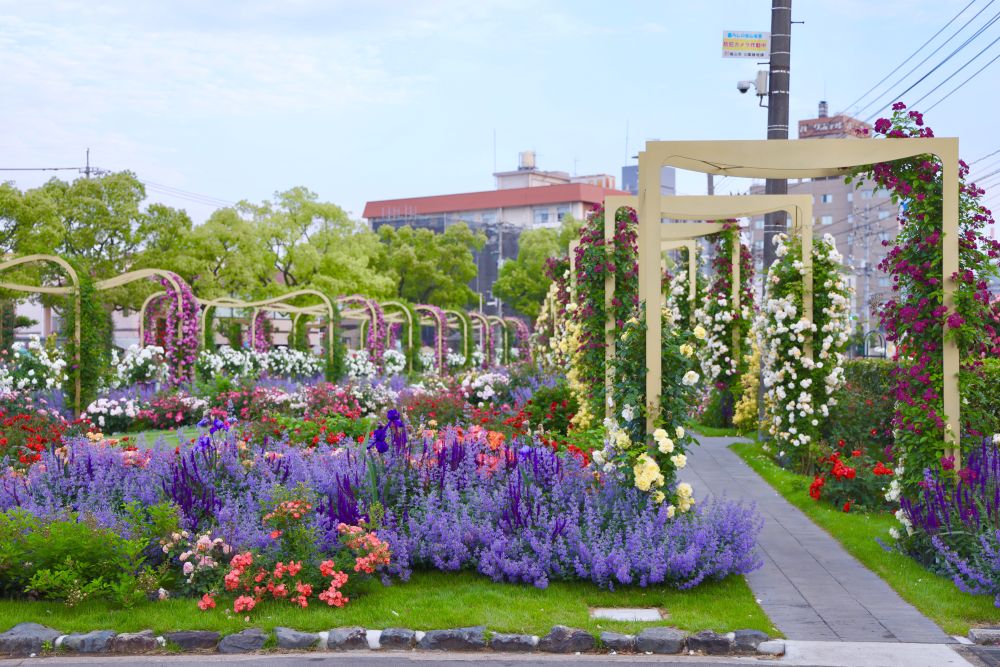 ばらのまち福山