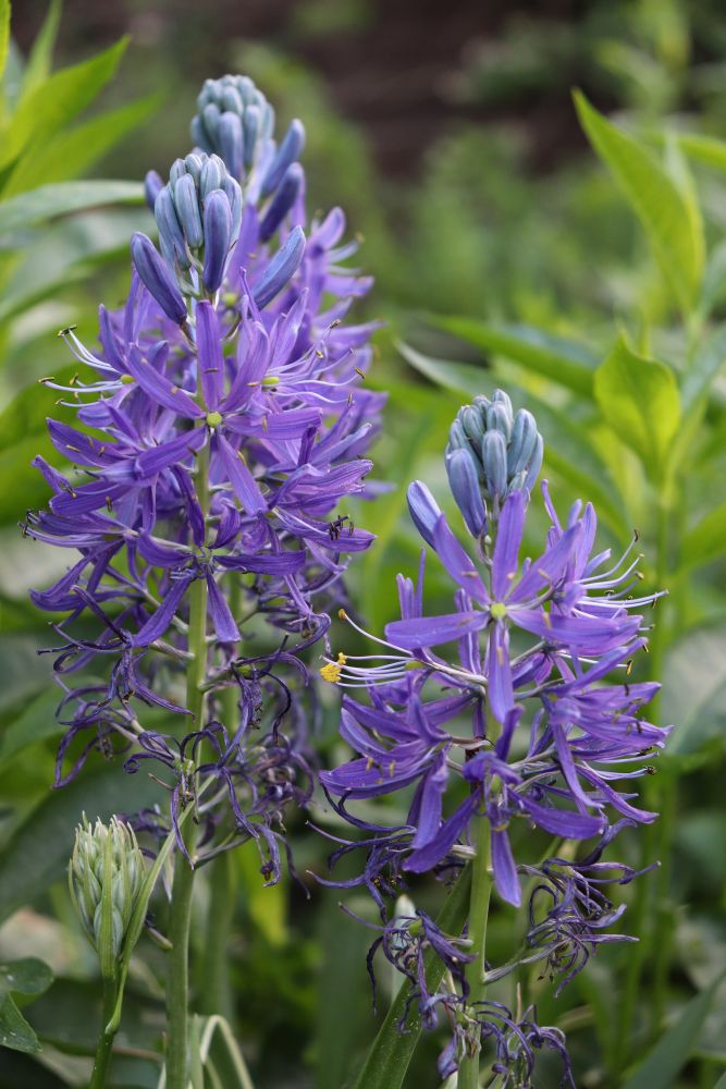 カマシア・クアマシュ ‘ブルーメロディ’