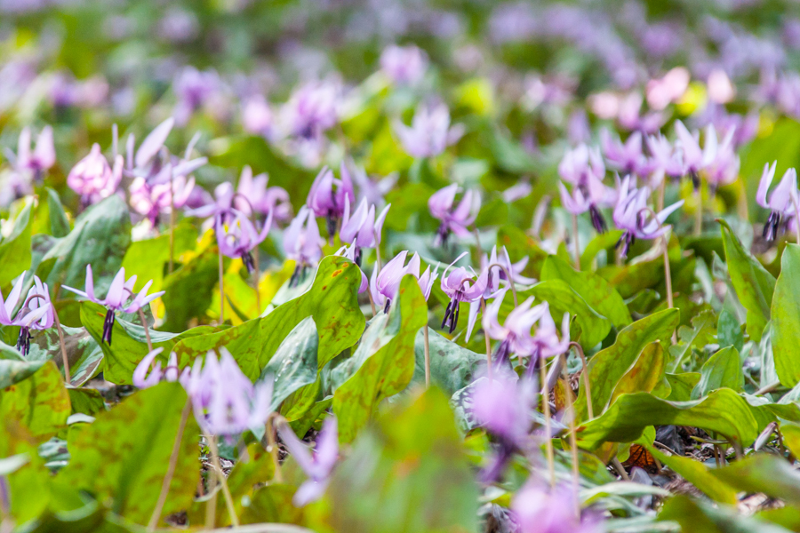 城山かたくりの里