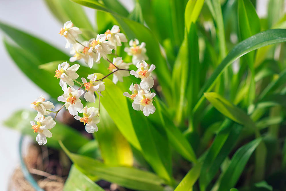オンシジウム・トゥインクル　Oncidium Twinkle