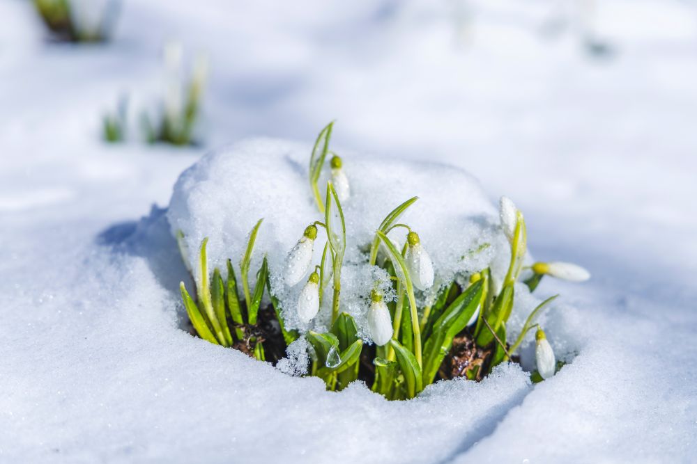 スノードロップ