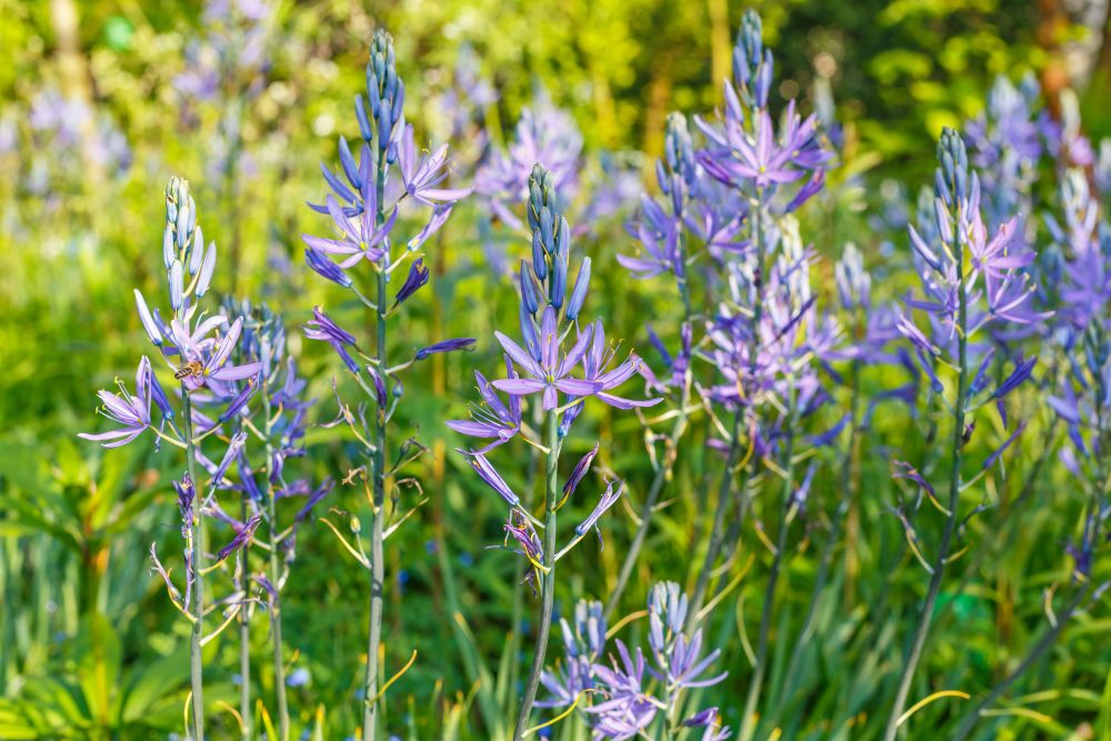 カマシア・ライヒトリニー ‘カエルレア’