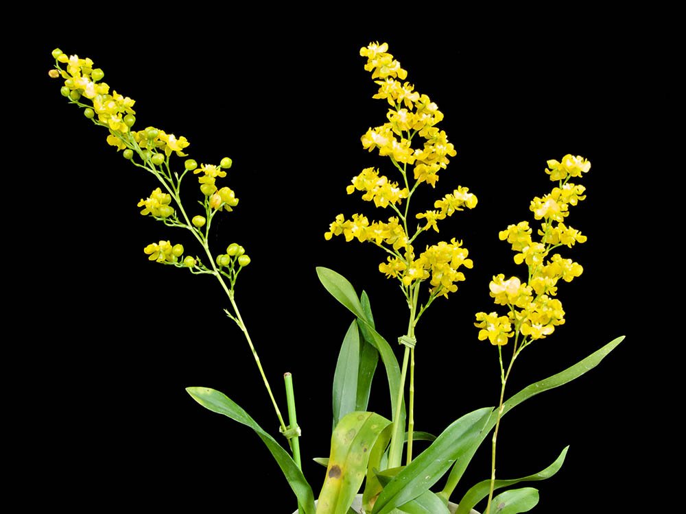 オンシジウム・ケイロホルム　Oncidium cheirophorum