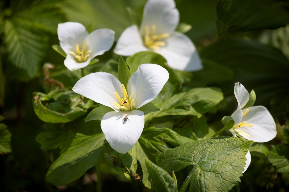 オオバナノエンレイソウ