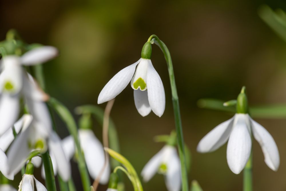 スノードロップ
