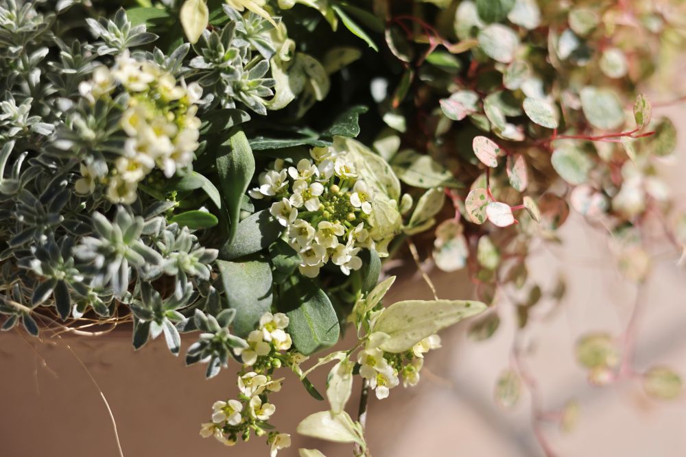 バイオスティミュラント