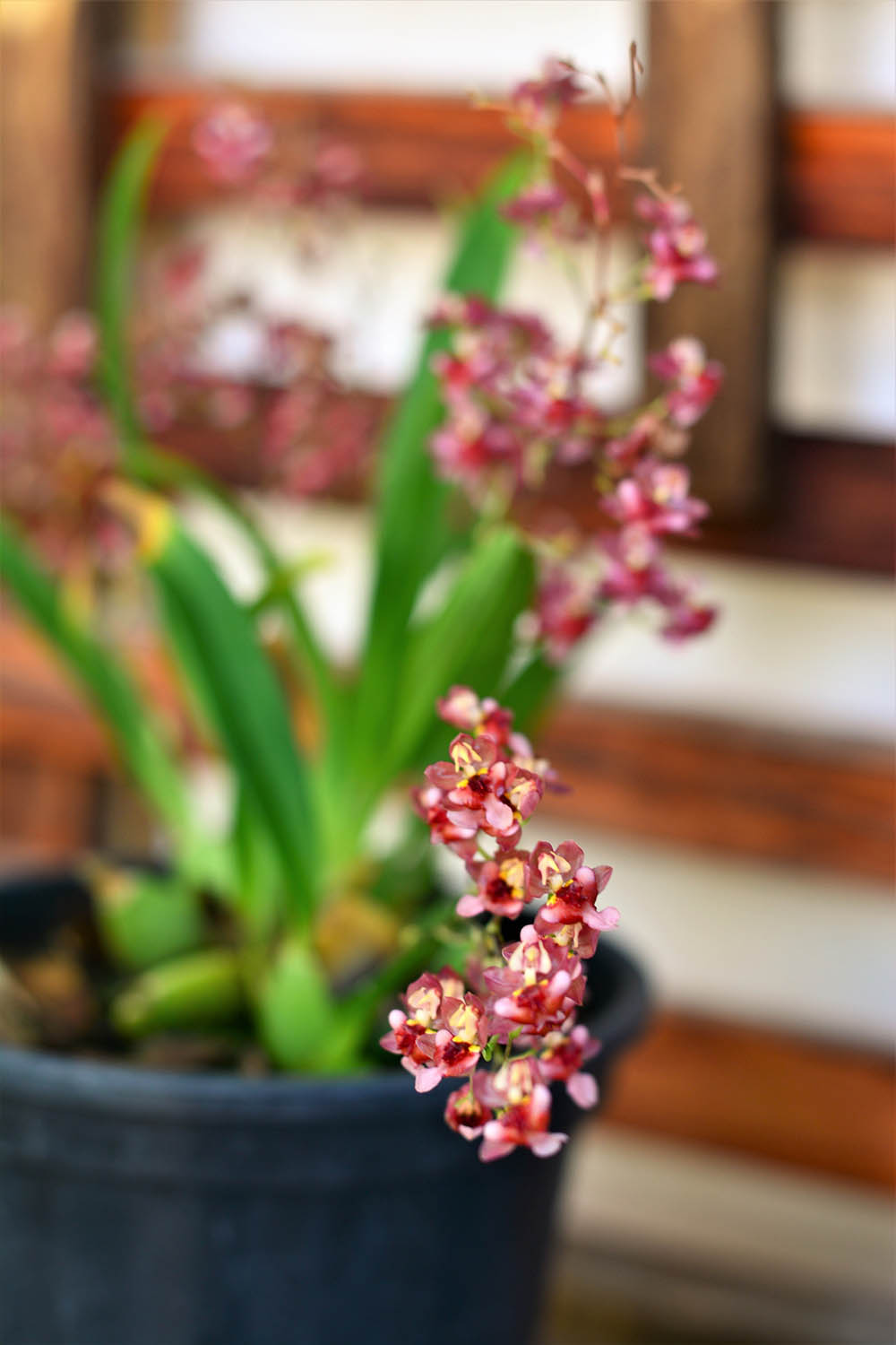 オンシジウム・オーニソリンカム　Oncidium ornithorhynchum