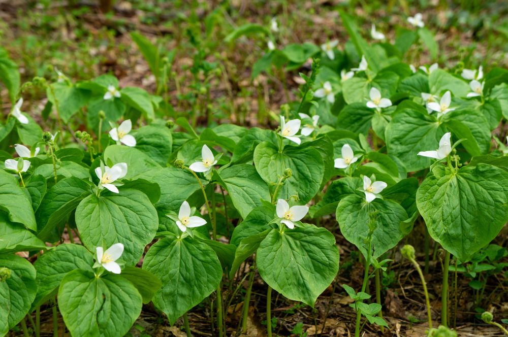 ミヤマエンレイソウ