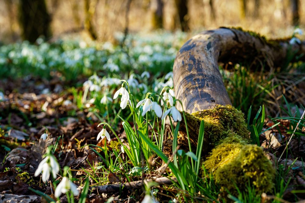 スノードロップ