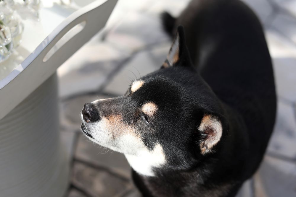 手作りローズマリーウォーター