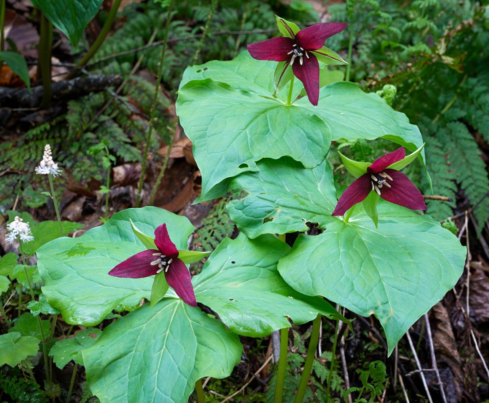 トリリウム・エレクツム