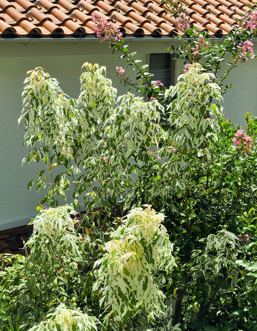 ネグンドカエデ‘フラミンゴ’