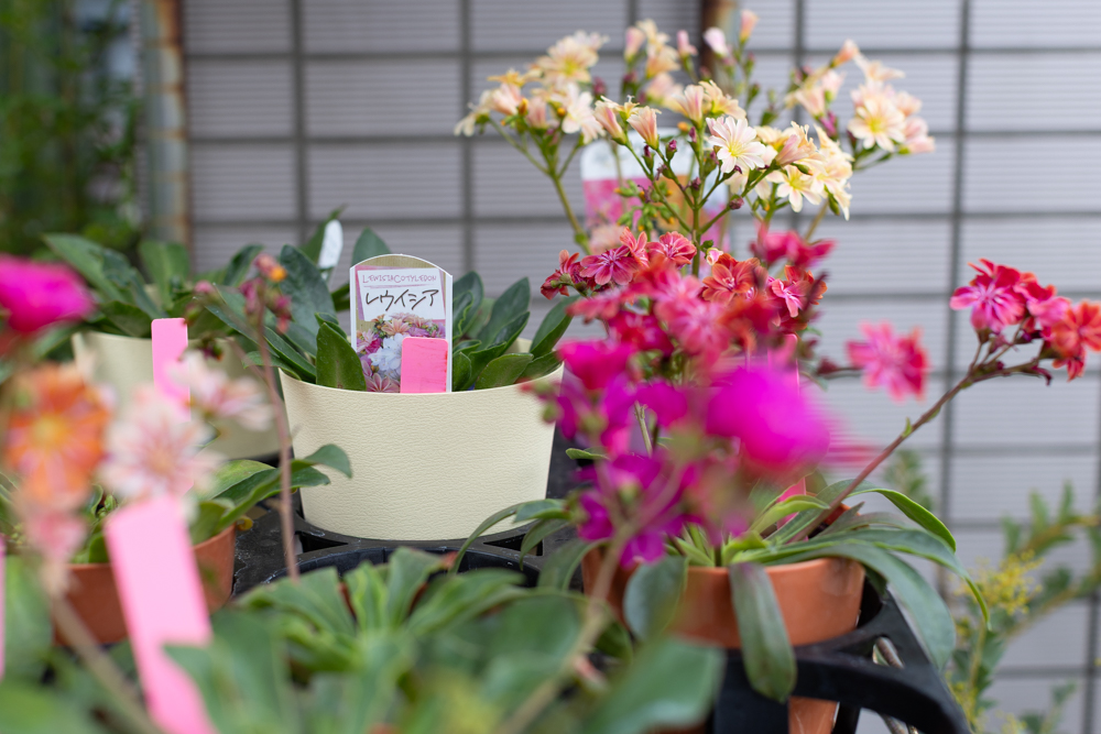 ガーデニングステージのレウィシア