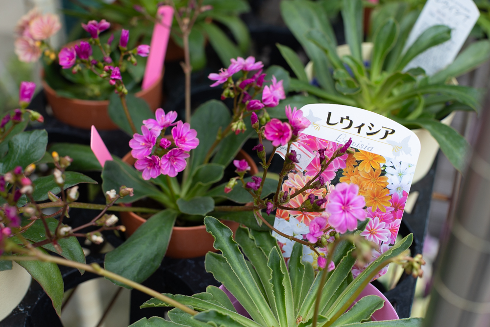 ガーデニングステージ