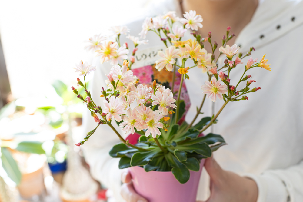 レウィシア2色咲き