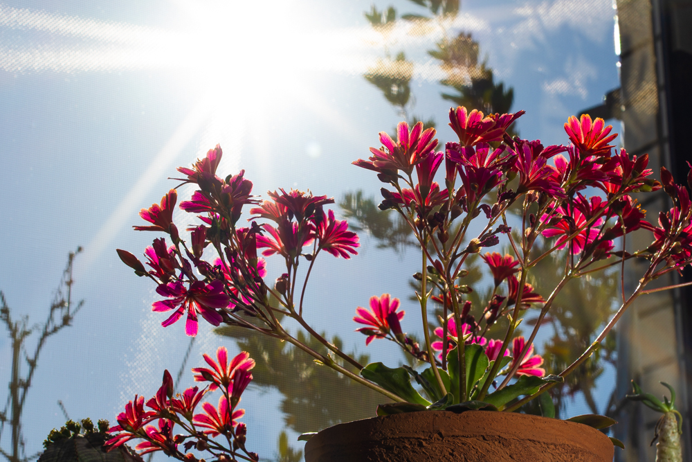 レウィシアとまばゆい太陽