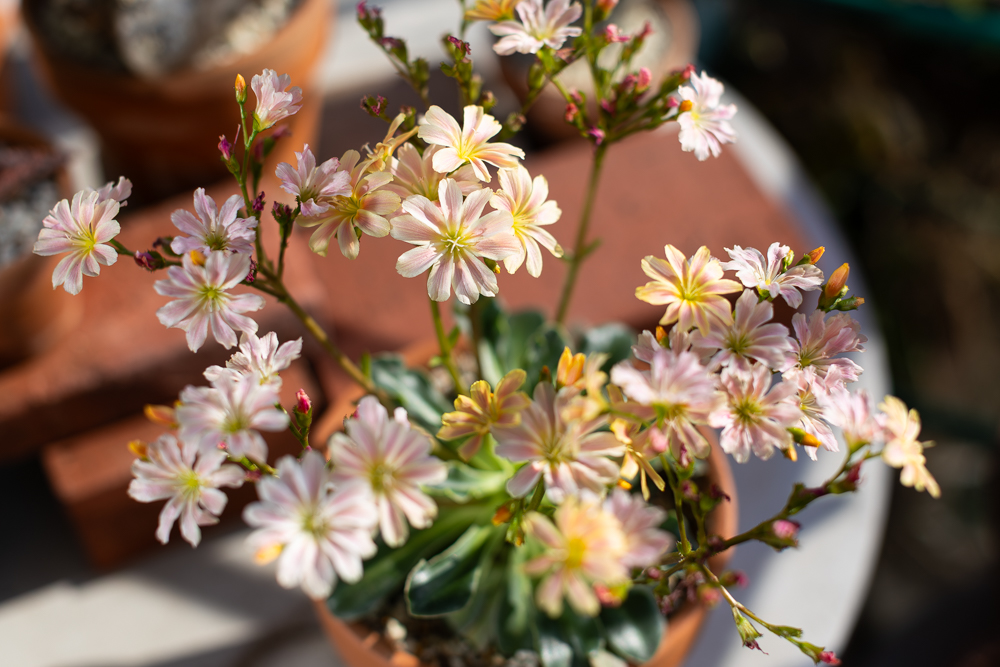 複色咲きのレウィシア