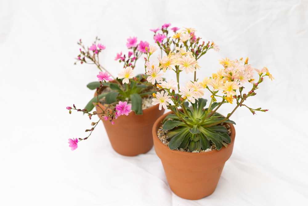 ピンクと複色咲きのレウィシア