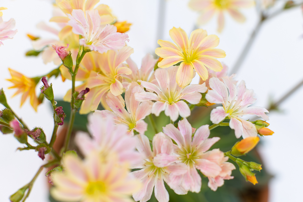 複色咲きの花のクローズアップ