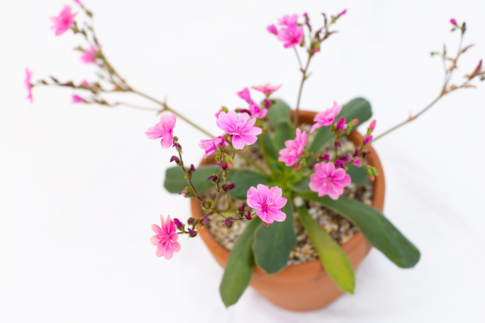 桃色レウィシア